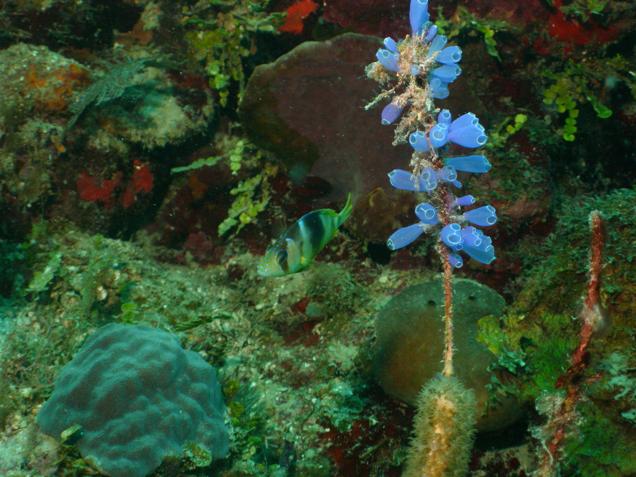 Bluebell Tunicate (<i>Clavelina puertosecensis</i>)
