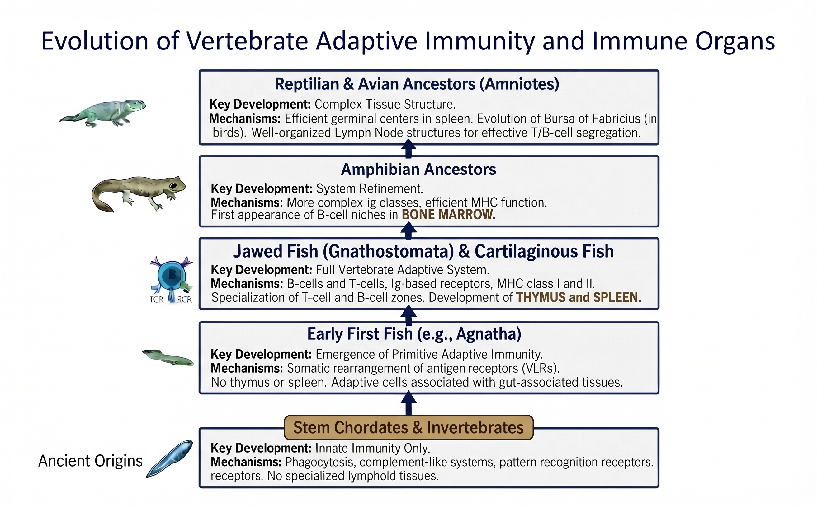 Evolution of Vertebrate Adaptive Immunity and Immune Organs