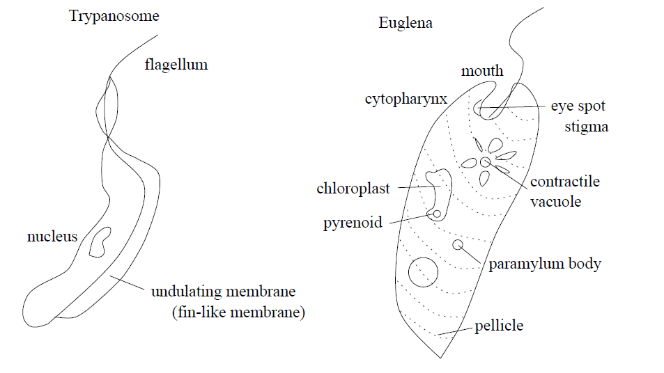 Trypanosoma (Kinetoplastid) and Euglena (Euglenid) illustrate the diversity within Phylum Euglenozoa.